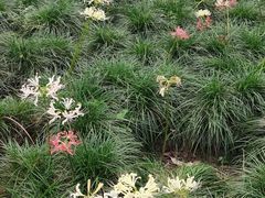 -白塘生态植物园