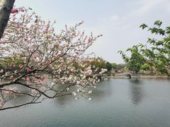-无锡蠡湖国家湿地公园-蠡园