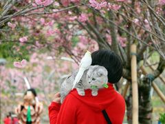 -天适樱花悠乐园