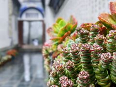 -寂照庵