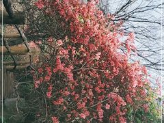 -木兰云雾山
