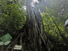 -西双版纳原始森林公园