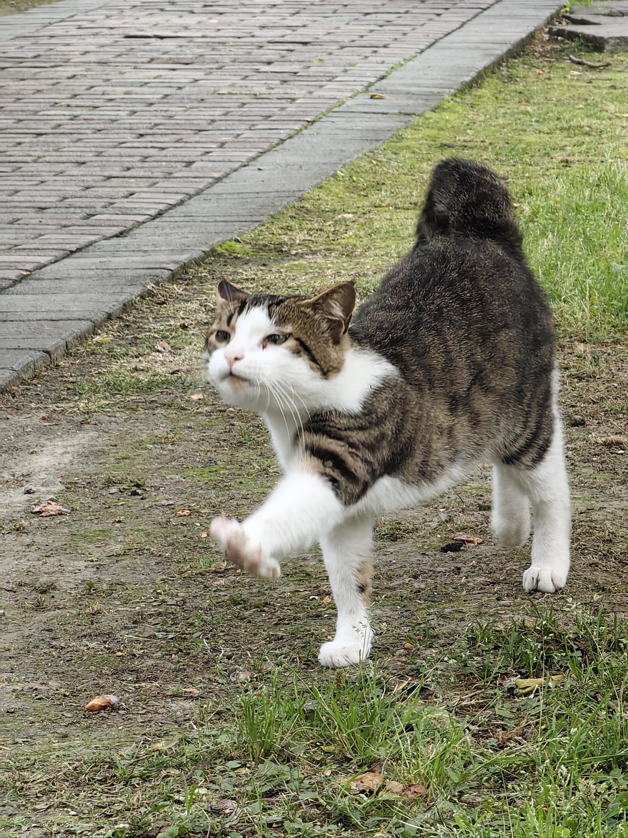 猫咪 霸气走路图片