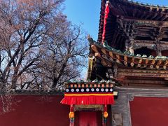 -塔尔寺
