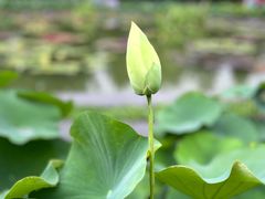 -莲花池公园
