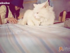 -Babycat私家御饼屋(龙头路一店)