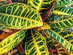 -龙大花卉苗木市场