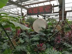-呀路古热带植物园-恐龙馆