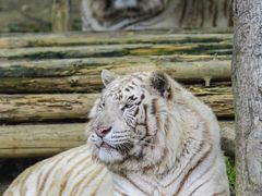 -常州淹城野生动物世界