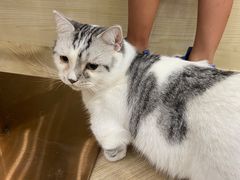 -安格丽娜·狗咖·猫咖羊驼咖(春熙路百盛商场店)