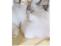 -瞄一喵猫咖(格力海岸店)