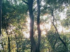 -火炉山森林公园