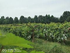 -北京张裕爱斐堡酒庄