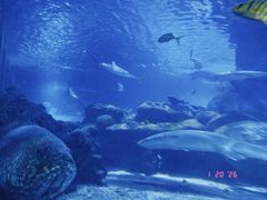 -太平洋海底世界