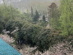 -武汉大学-樱园
