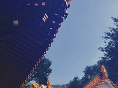-深圳仙湖植物园