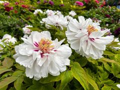 -莲花池公园