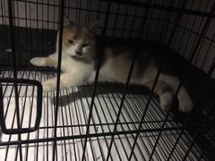 -宠颐生嘉德动物医院