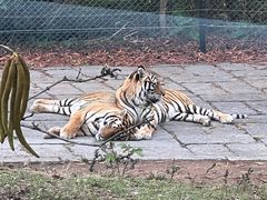 -深圳野生动物园