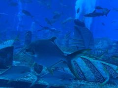 -亚特兰蒂斯•OSSIANO奥西亚诺海底餐厅