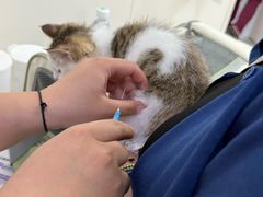 -美联众合动物医院·24h京西诊疗中心