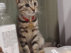 -四月宠物医院·猫专科·心脏专科·内科(转塘店)