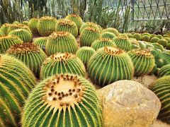 -深圳仙湖植物园