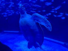 -太平洋海底世界