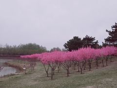 -塘沽森林公园