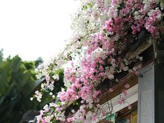 -深圳国际园林花卉博览园