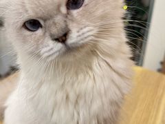 -楼上猫咖(罗湖店)