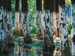 -艾溪湖湿地公园