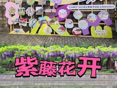 -嘉定紫藤园