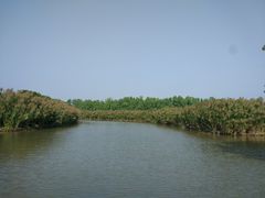 -大湾区中央湿地公园