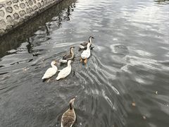 -横道河子东北虎林园