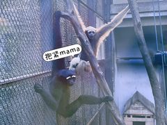 -广州动物园