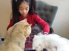 -猫小院猫主题餐厅(南锣旗舰店)