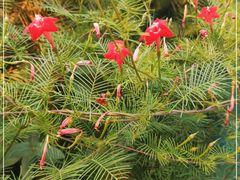 -北京大学燕东园