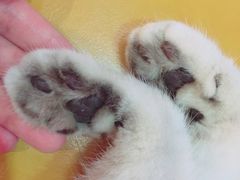 -猫色咖啡·猫咖