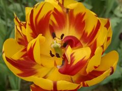 android_upload_pic-洛阳郁金香牡丹园