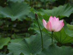 -莲湖公园
