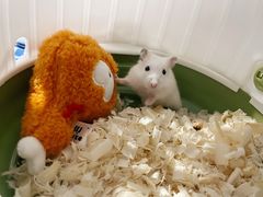 -曲阳花鸟市场(曲阳路店)