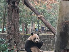 -都江堰中华大熊猫苑