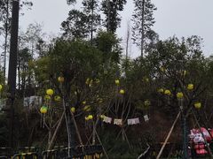 -黄龙溪欢乐田园