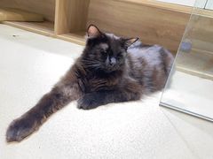 -藏猫猫咖啡主题馆(中央大道店)