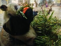 -海南热带野生动植物园