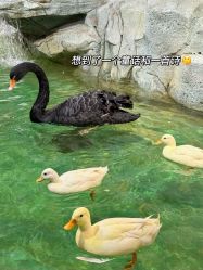 -Zoolung Zoolung动物主题公园(海信广场店)