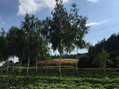 -富田农场