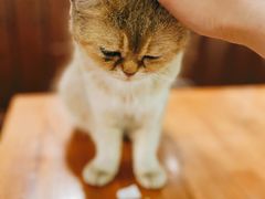 -猫小院猫主题餐厅(三里屯店)