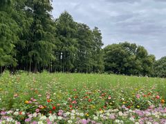 -上海共青森林公园